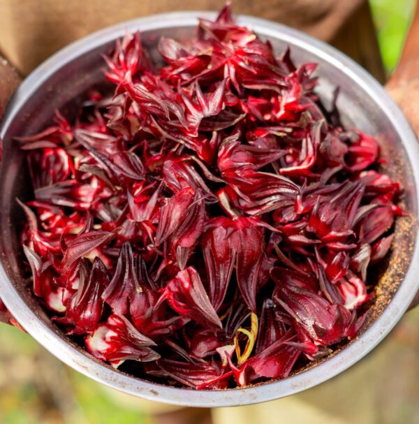 RFW Hibiscus Flower - Image 3